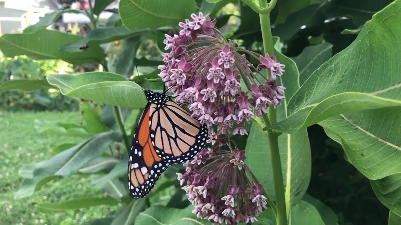 breaking free Endangered Species Act change could affect monarch
