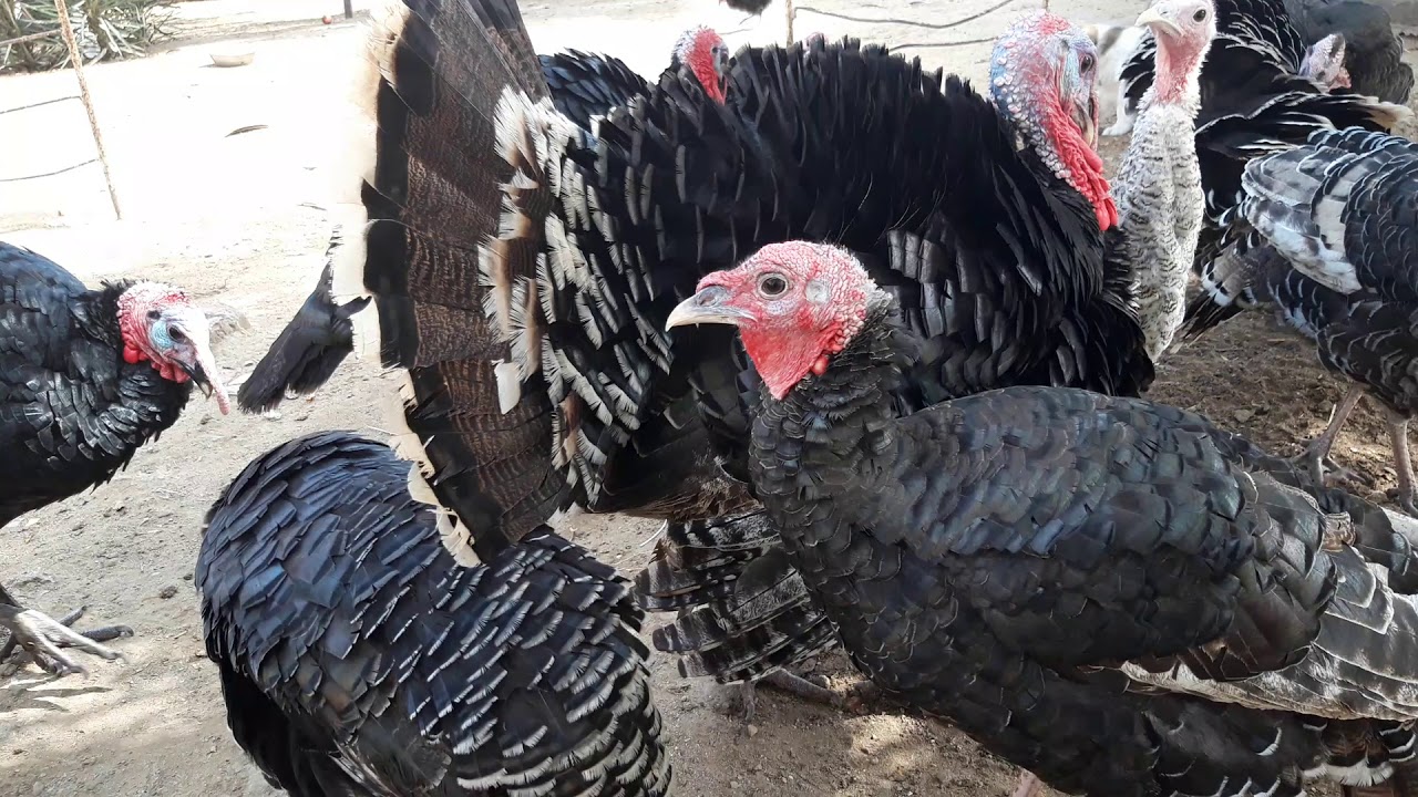 Hinduwka  satiwi bawlandi her cur hinduwka var giymeti munasibdi)))).