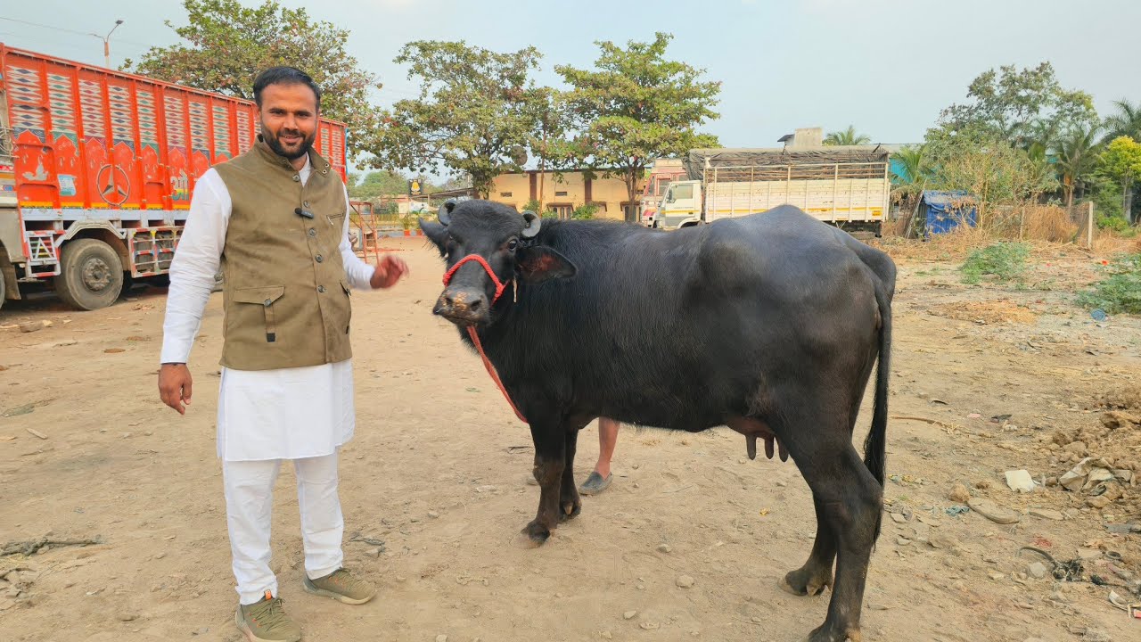 सोलापूर येथे हरियाणावरून आला जातिवंत म्हशी चा लॉट विक्रीसाठी | स्वस्त किंमतीत घ्या टॉपच्या म्हशी 