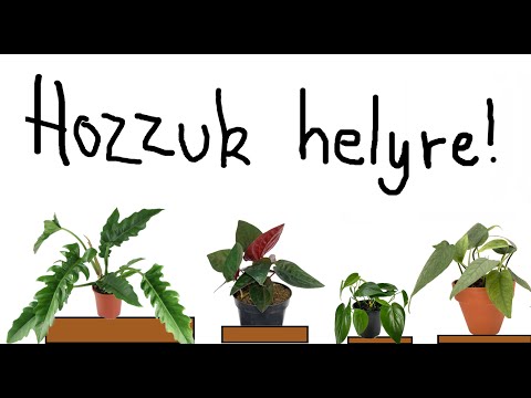 Videó: Syngonium: Az Otthoni Növény Gondozásának Minden árnyalata + Fotók és Videók