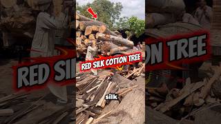 Massive red silk cotton tree #wood #redsilkcottontree #woodmake#woodcrafting #woodwork #woodcutter