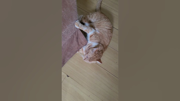 O Gato Amarelo 🐱 destruindo o sofá #gatos #pets #shorts