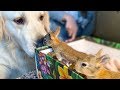 Golden Retriever Welcomes Baby Bunnies [CUTENESS OVERLOAD]