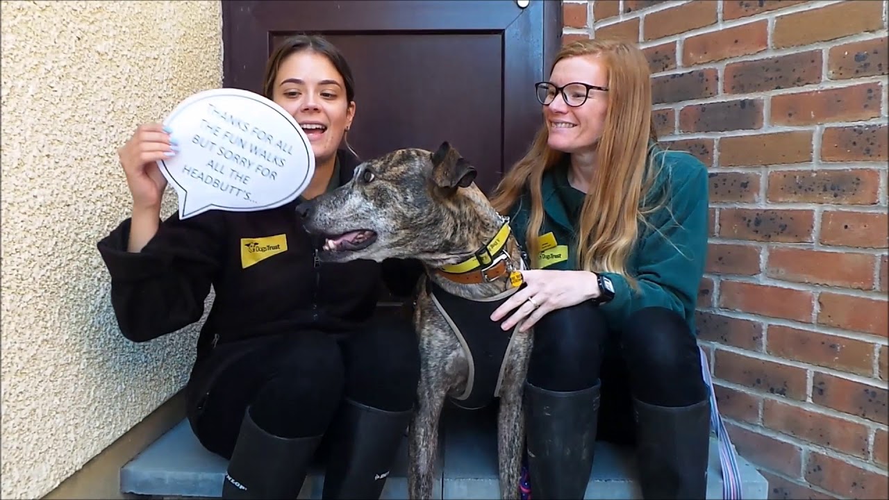 wales wisconsin Dogs Trust Shoreham - Goodbye Eve