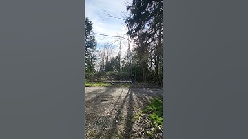 Falling dead trees #landclearing#chainsaw #chainsawman