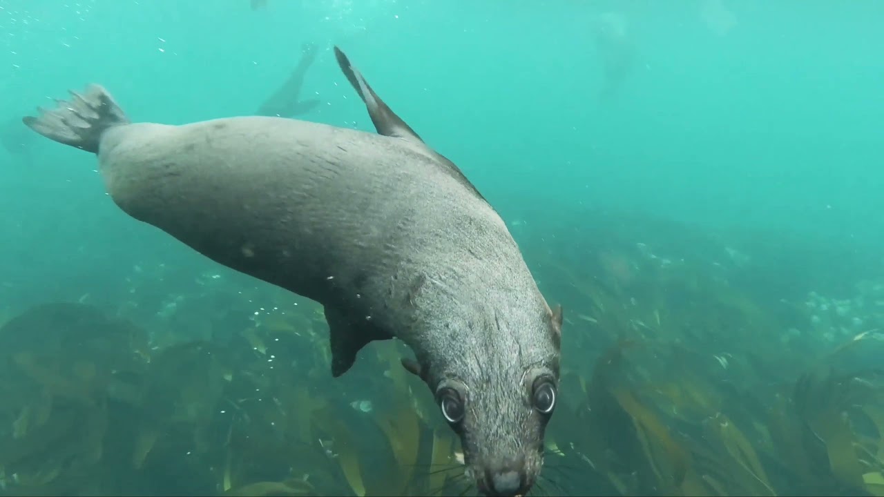 Ultra HD picture animal// animal collection 