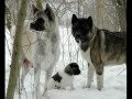 PLEASE WATCH IF YOU LOVE AKITAS !