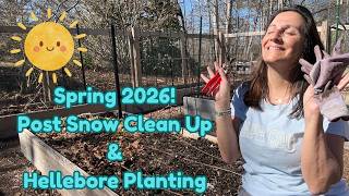 A Fresh Start: Cleaning My Perennial Beds & Planting Hellebores #sunshine #nomoresnow