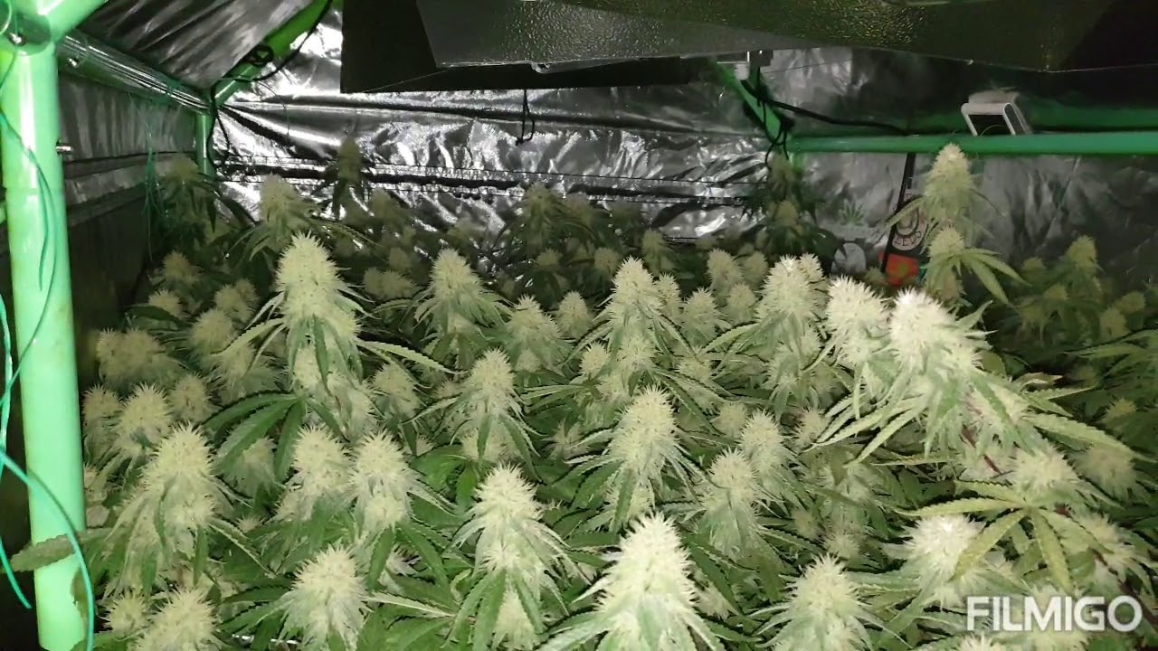 Glueberry O.G by Dutch Passion week 4 day 4 under CDM lights