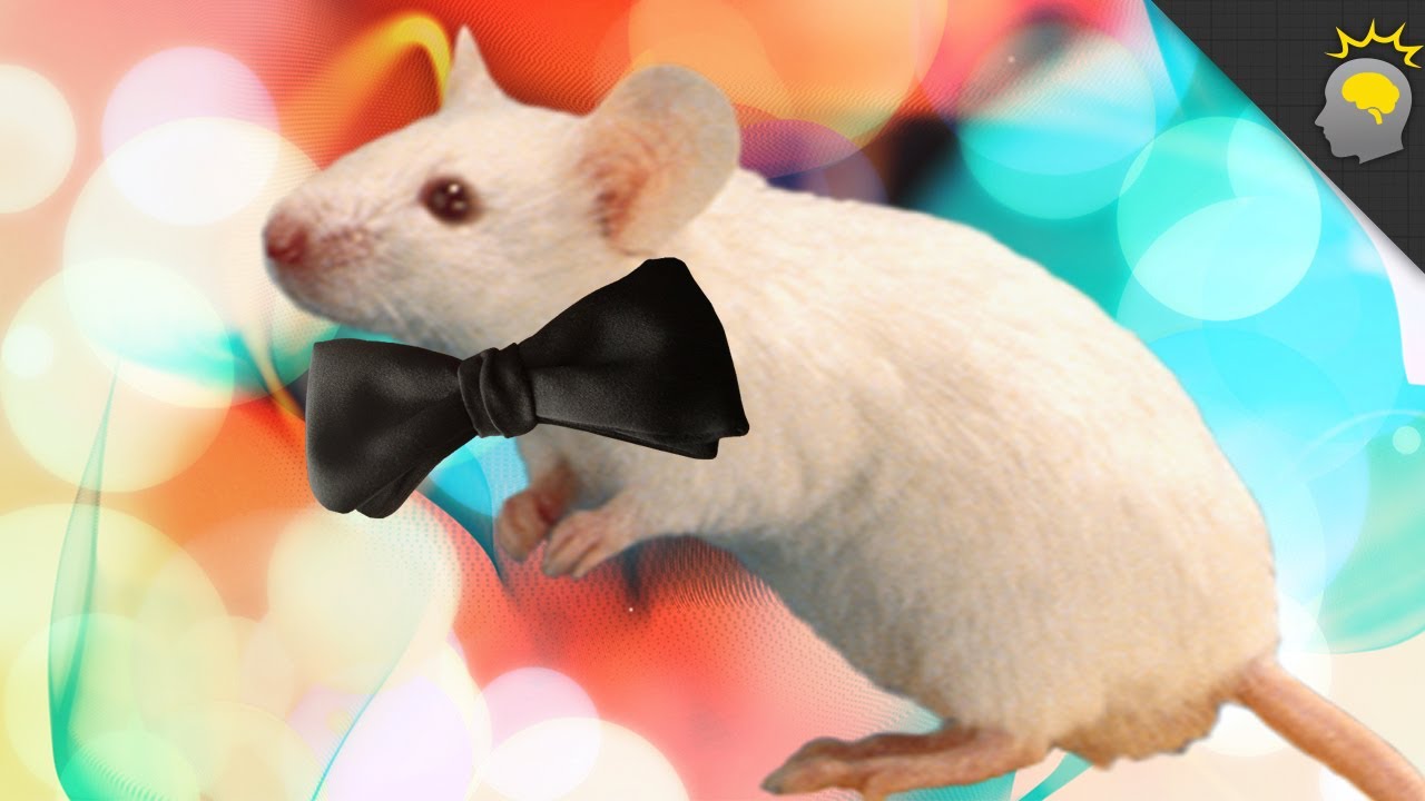 Hey There Sexy Mouse - Epic Science #71 neurology department