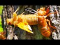 17 Year Cicadas Fun Facts in Virtual Reality Video (VR180 3D 6K)