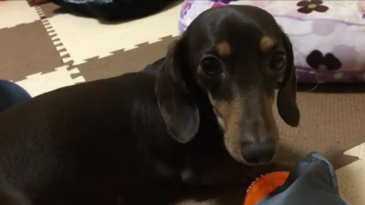 ミニチュアダックスフンド鳴き声 唸りながら遊ぶ犬dogs Play While Growl Miniature Dachshund Cries ミニチュアダックス3姉妹物語 Youtube ミニチュアダックスフンド鳴き声 唸りながら遊ぶ犬dogs Play While Growl Miniature Dachshund Cries ミニチュアダックス3姉妹物語 Youtube