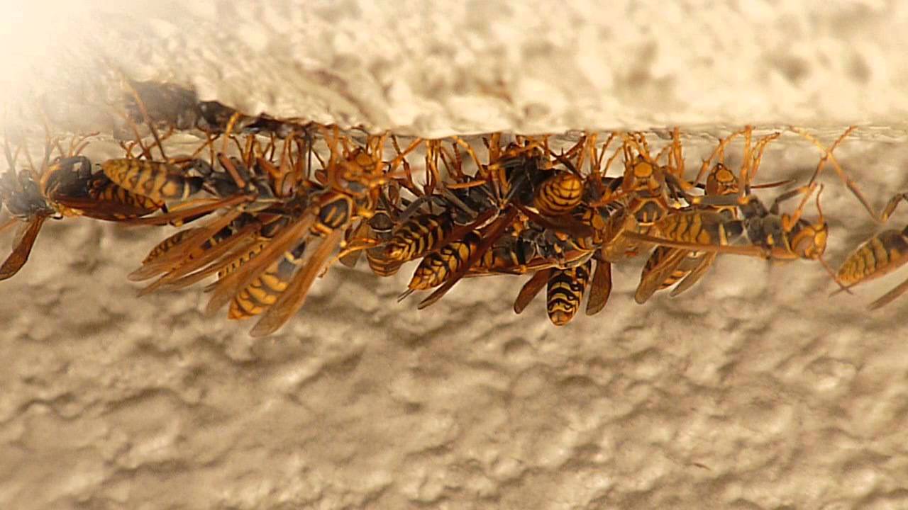 巣を失ったキアシナガバチが集まってる Youtube