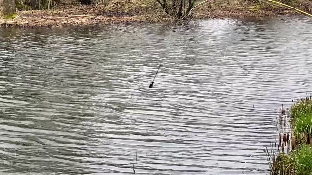 Baby bombarda til UL fiskeri med spoon