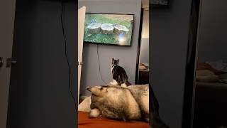 Funny Cats 😺 Episode 127 #Shorts