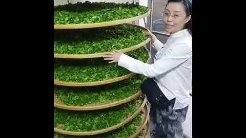 Phoenix mountain oolong tea processing