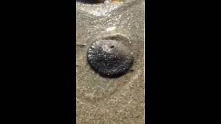 Living Sanddollar burrowing in sand time lapse