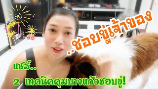 2เทคนิคควบ​คุมสุนัขบางแก้วที่ชอบขู่เจ้าของ (บางแก้วขู่เจ้าของ ep.57 )