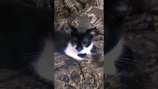 добрая кошка