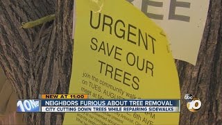 Neighbors furious about tree removal in Escondido