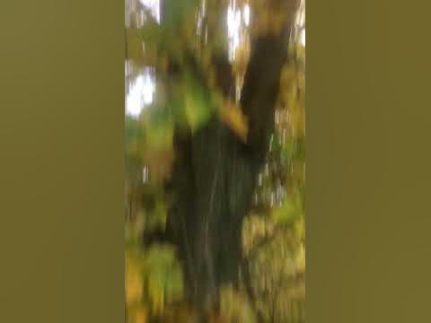 # бавовна - YouTube