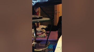 Ipod Touch Ios 8.3 Paid Apps for Free (No jailbreak but computer needed) Part 2