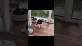 funny  snake cat video animal video