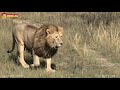 Вот так завтрак - Кай влюбился в Лолу! Львы. Тайган. Lions life in Taigan.