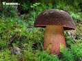Wyprawa na grzyby 2020 (15) Piękny wysyp grzybów i zrzut jelenia. для грибов