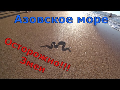 Змеи на пляже