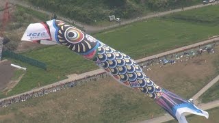 巨大こいのぼり晴天に泳ぐ 埼玉・加須、河川敷