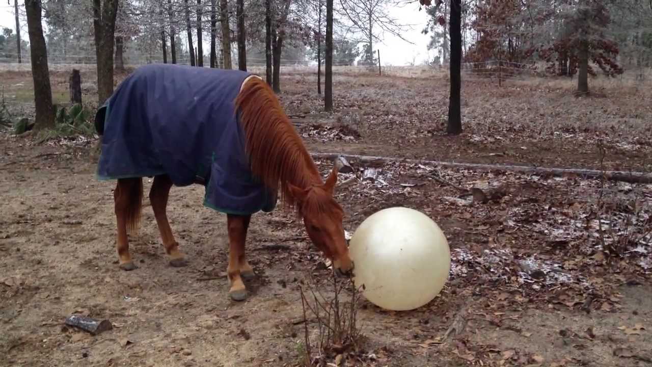 Horses Playing with new toys YouTube