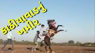 ક ઠ ય વ ડ ખમ ર Kathiyavadi Khamir - Horse Stunts