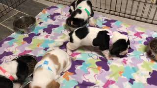 Hard Kibble by BassetBottomBassets European Basset Hound Puppies 266 views 3 years ago 2 minutes, 15 seconds