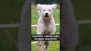 Looking For A Unique Designer Dog Breed? Meet The Australian Labradoodle!