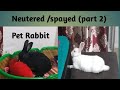 Rabbit Neutering Benefits | खरगोश को न्यूट्रेड करने के फायदे