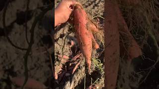 Long Red Sweetpotato.