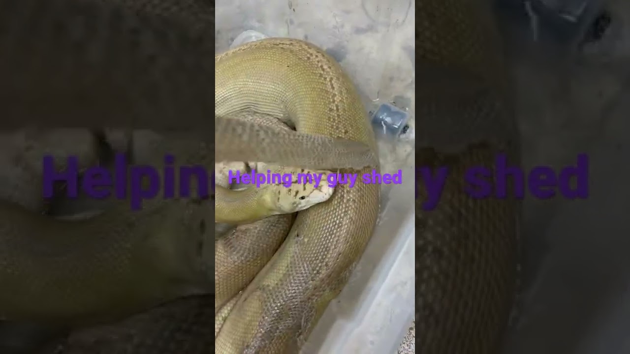 Our 12.5% jamp motley platinum golden child Mochino