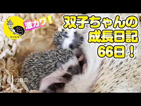 【双子ちゃん】母と子が紡ぐ66日―ハリネズミの赤ちゃん、成長の記録