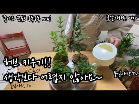 플랜테리어 허브키우기(레몬밤, 라벤더, 페퍼민트, 유칼립투스) 풀잎사랑tv