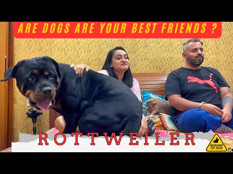 Are Dogs Truly Our Best Friends? 🐾 Heartwarming Moments with Our Rottweiler – A Bond Like No Other!"