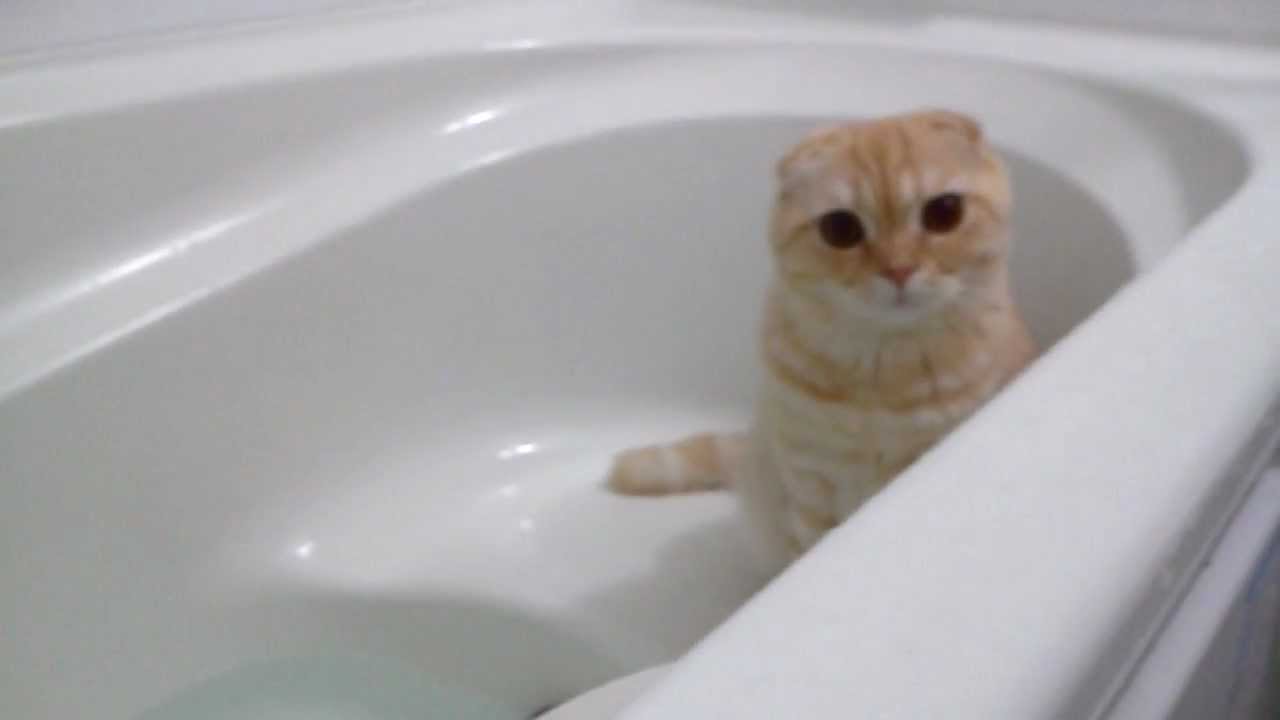 スコティッシュフォールドのかわいい画像 動画集 癒される スコティッシュフォールドのかわいい画像 動画集 癒される