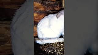 Guide to start rabbit farming #agriculturelife #farmlife #agriculture #rabbit
