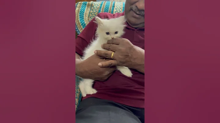 Video 11879821: cute cat, funny cat, cat playing, kitten