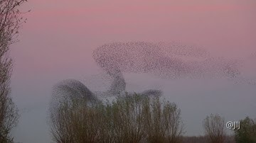 Spreeuwenwolken / Murmuration of the starlings