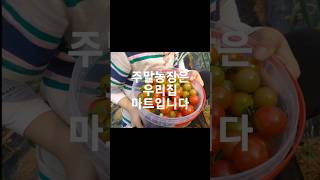 주말농장 텃방은 우리집 채소마트입니다. 싱싱하고 건강한 밥상을 만들었습니다.