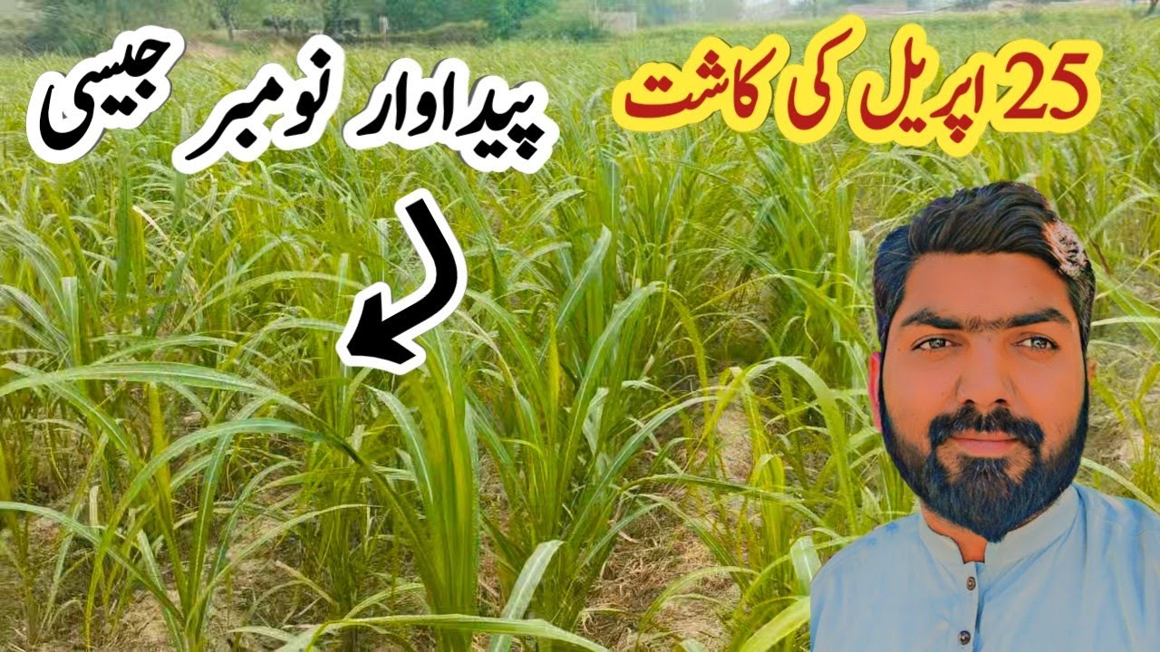 25 April Ko Kasht Kiya Ganna || Paidawaar November Jesi | Jam Javed Vlogs