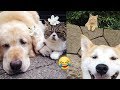 Funny Dogs and Cats-dogs and cats sweet moments together compilation#100❤️