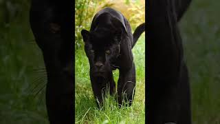 Beautiful Black jaguar, Inka 🖤 #shorts