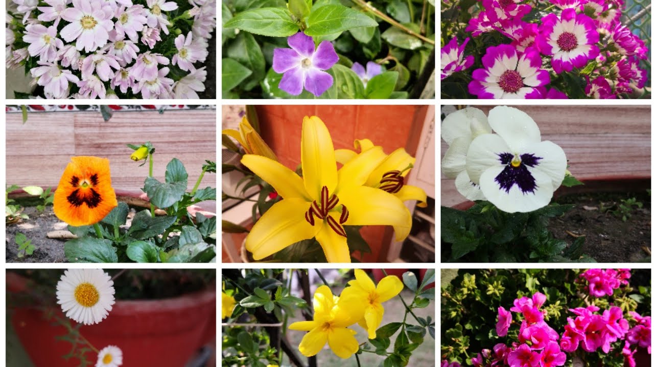 43 Beauty flowers to plant in spring February March Flowers planting